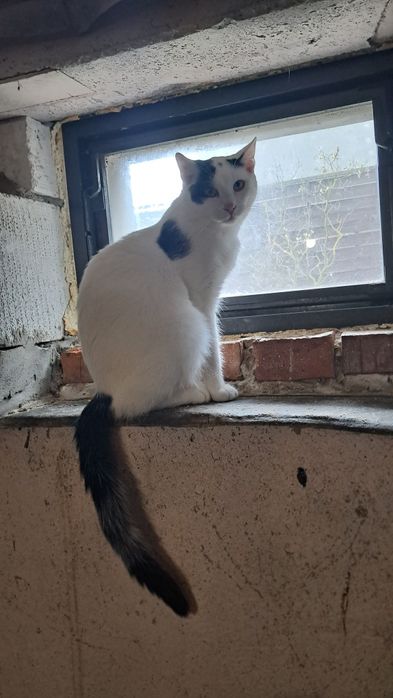 Primek roczny kocurek szuka domku