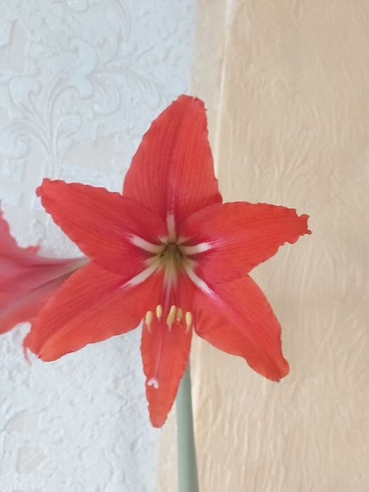 Амариліс цибулини