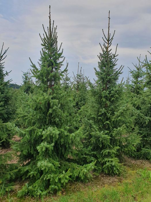 Świerk serbski PICEA OMORICA 400-600cm Kopane Maszyną TRANSpor PREMIUM