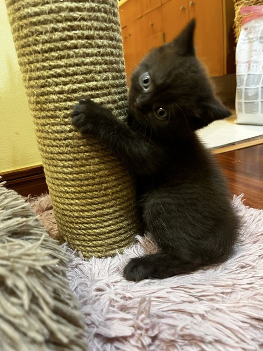 Gatinho Scottish straight chocolate