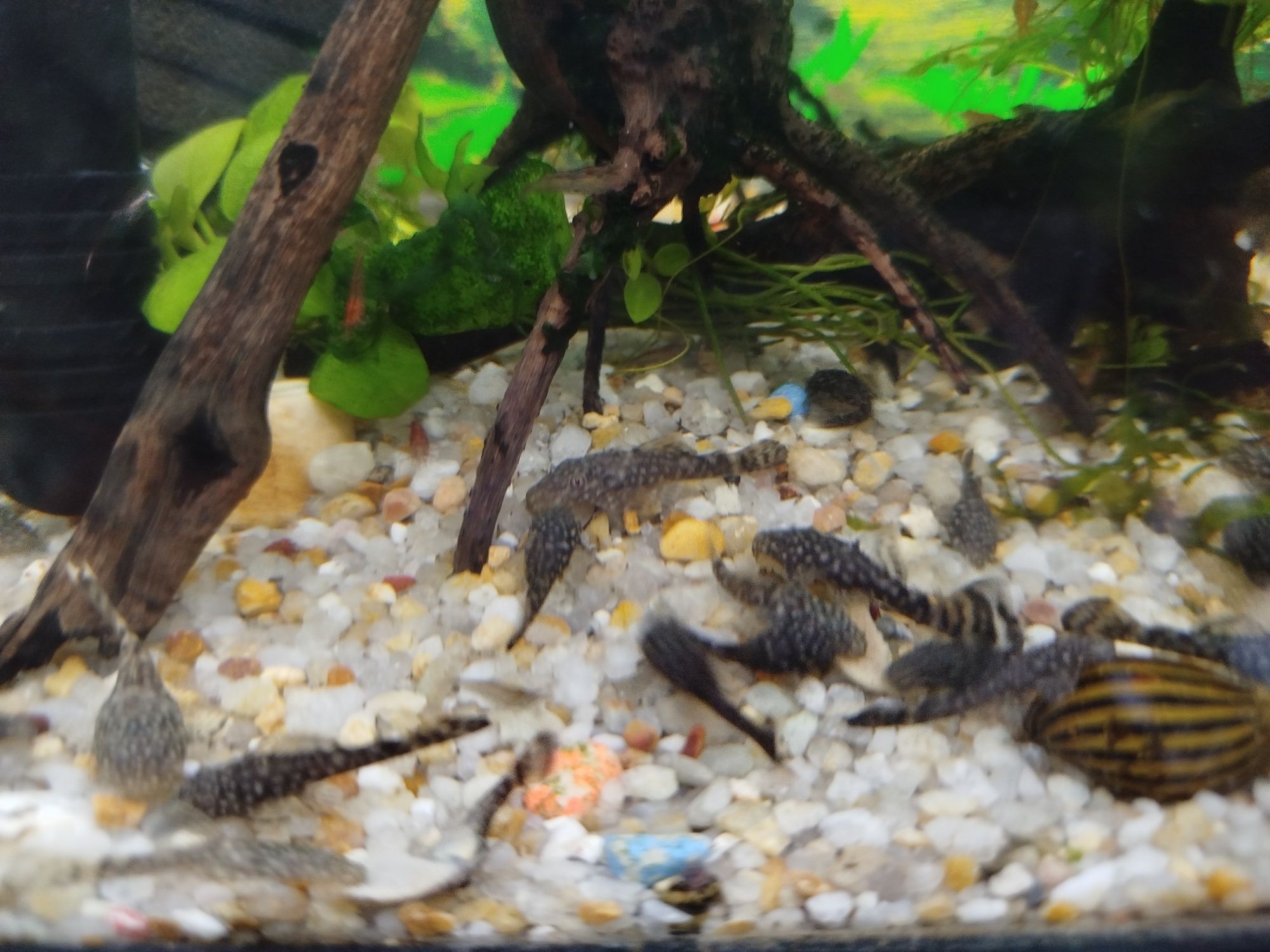 Ancistrus SP comum