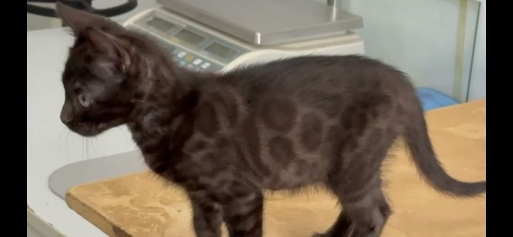 Bengal charcoal top