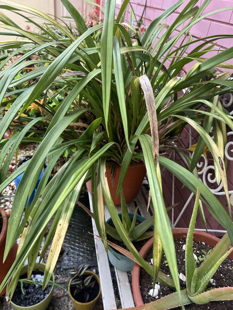 Vasos  de orquideas