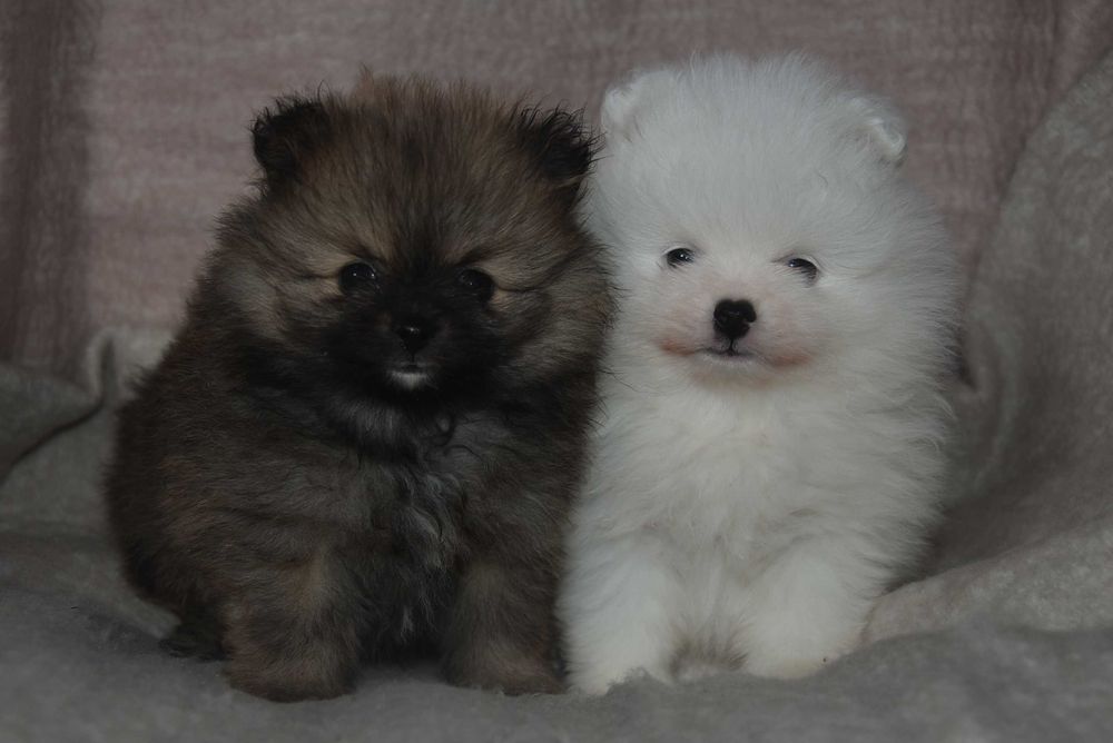 szpic miniaturowy pomeranian