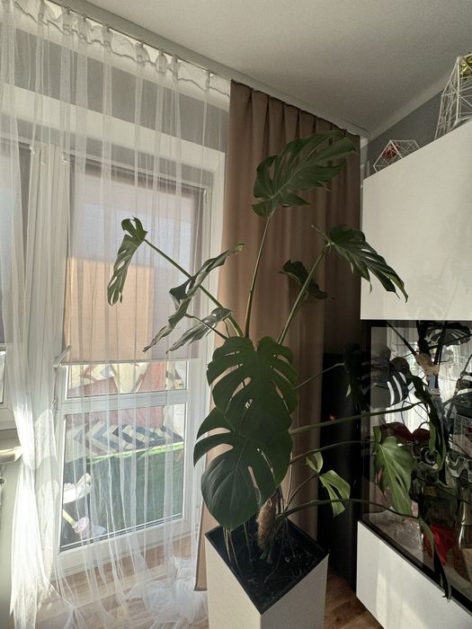 Monstera w donicy