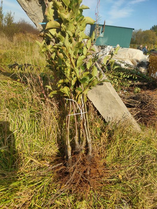 Саджанці плодових дерев та кущів