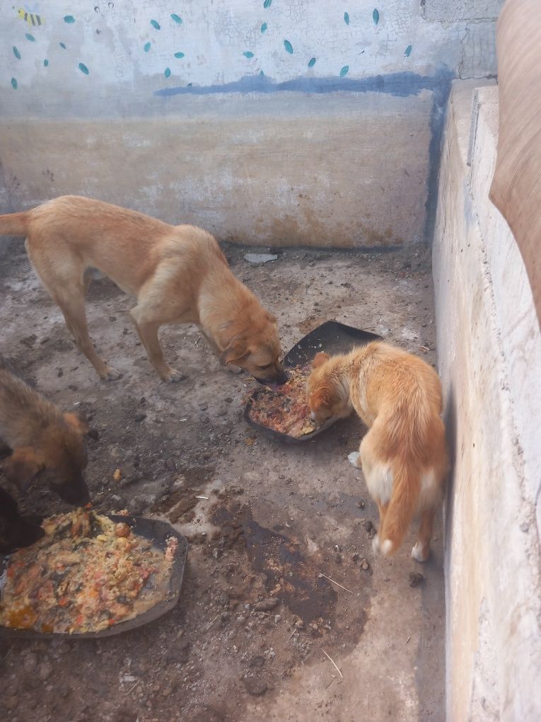 Dou cães e cadelas serra da estrela