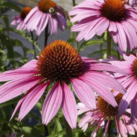 Jeżówka różowa "Magnus" nasiona- 1 g