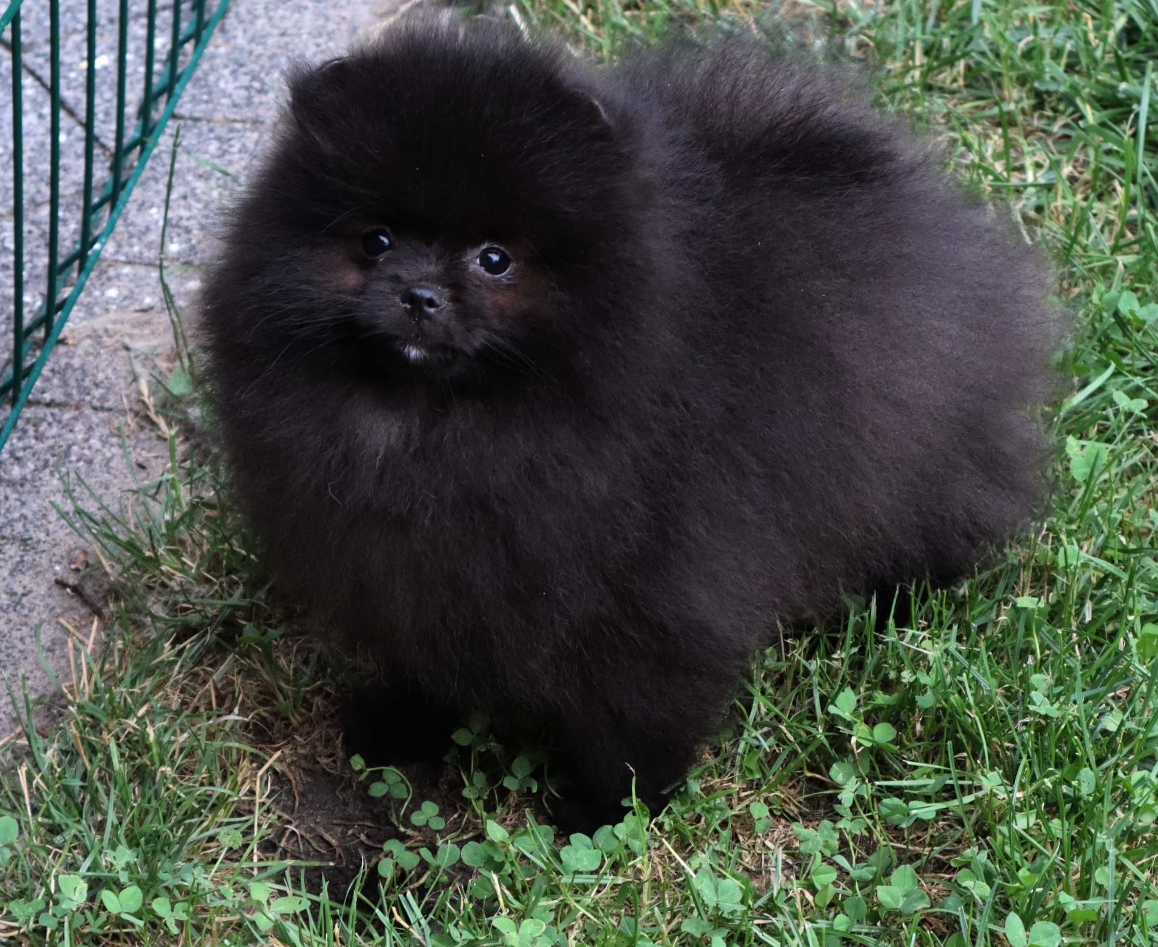 Chłopiec pomeranian