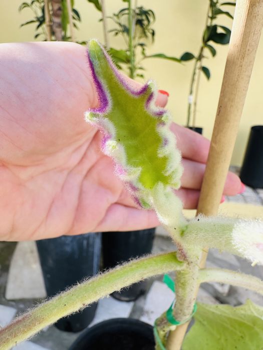Raro Lulo árvore fruto delicioso fácil de produzir