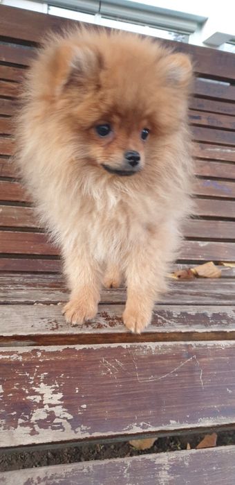 Шпіц мішутка хлопчик.