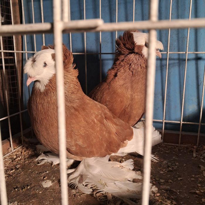 Turkot turkoty możliwy transport