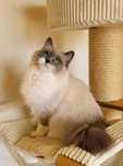 Adopcja kotka Ragdoll