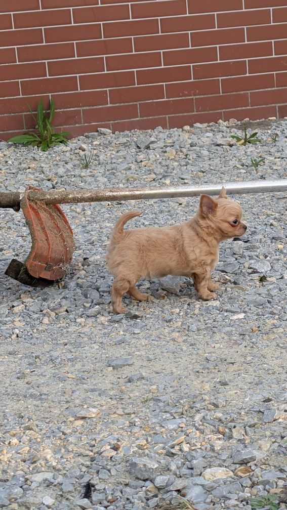 Piesek Chihuahua Samiec Chłopiec Biszkoptowy Długowłosy