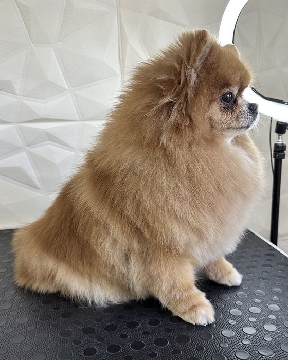 Грумінг -30% на перший візит