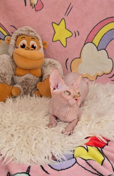 Gatinho Sphynx Macho