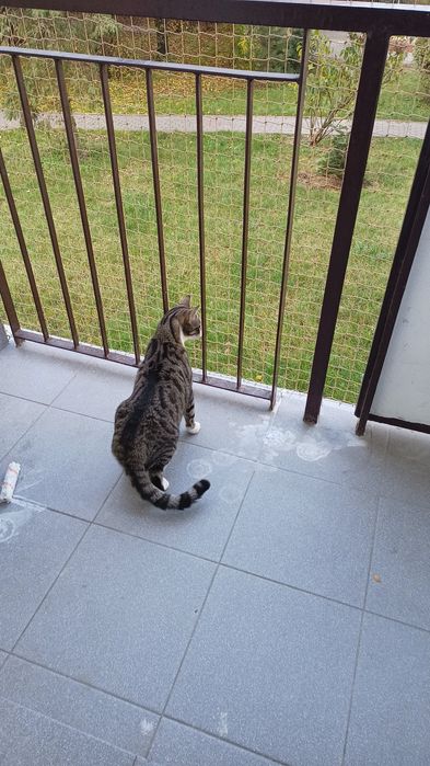 Siatka na balkon, siatka dla kota, siatka przeciw ptakom