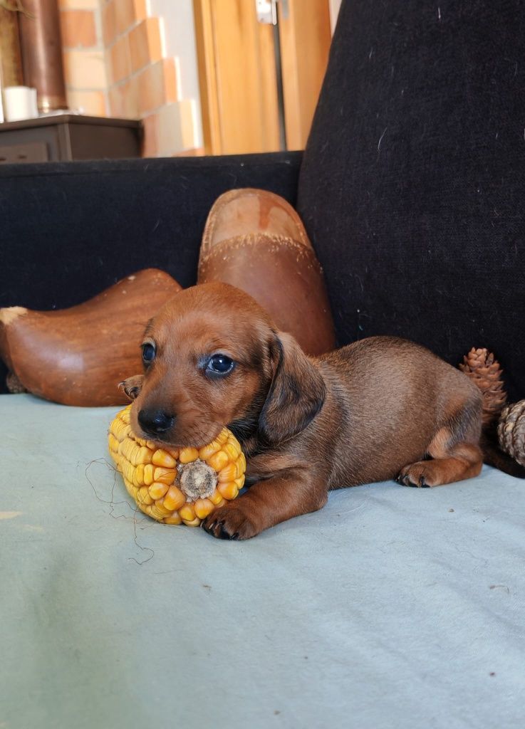 Dachshund Fêmea mini
