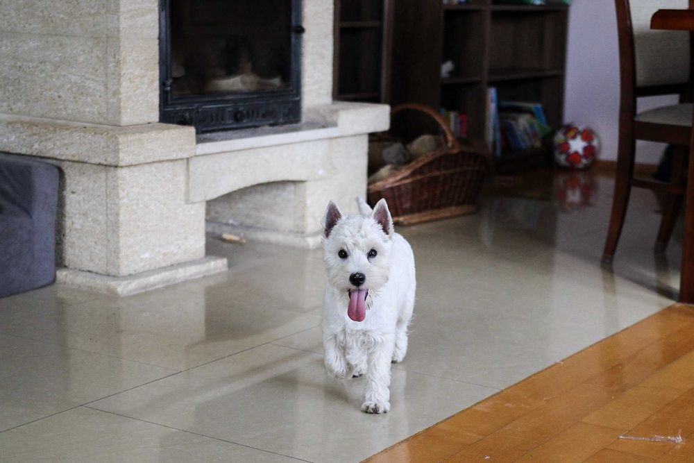 Suczka West Highland White Terrier FCI/ZKwP