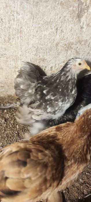 Kochin karzełek ,miniatura, miniaturowy.