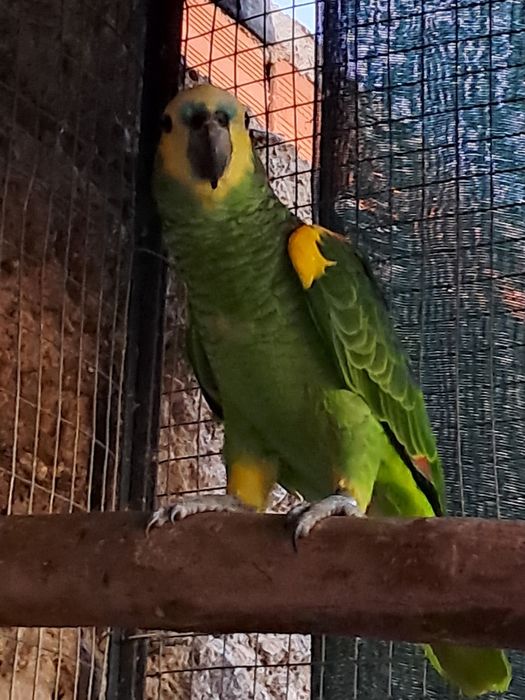 Amazona Aestiva xanthopteryx