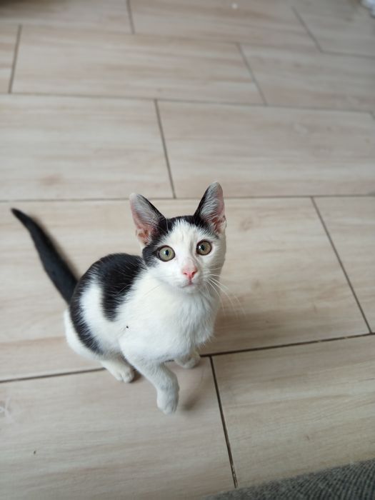 Cudowny Filuś do adopcji.