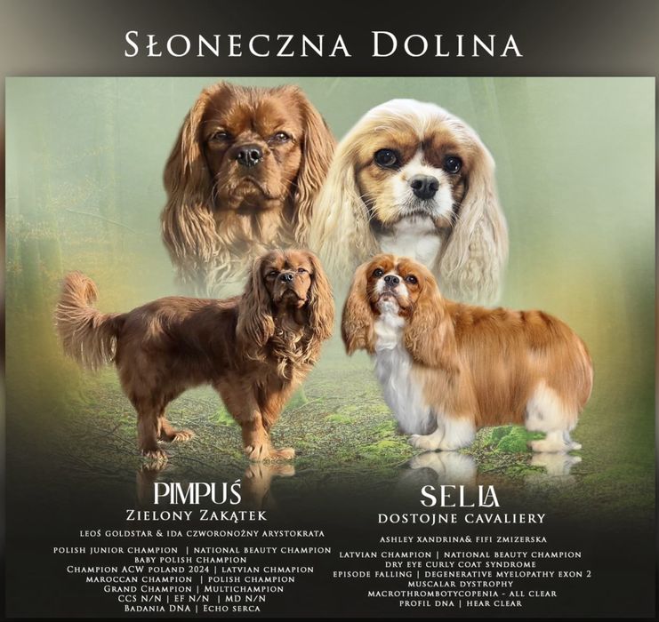 Cavalier charles spaniel king zapowiedz miotu
