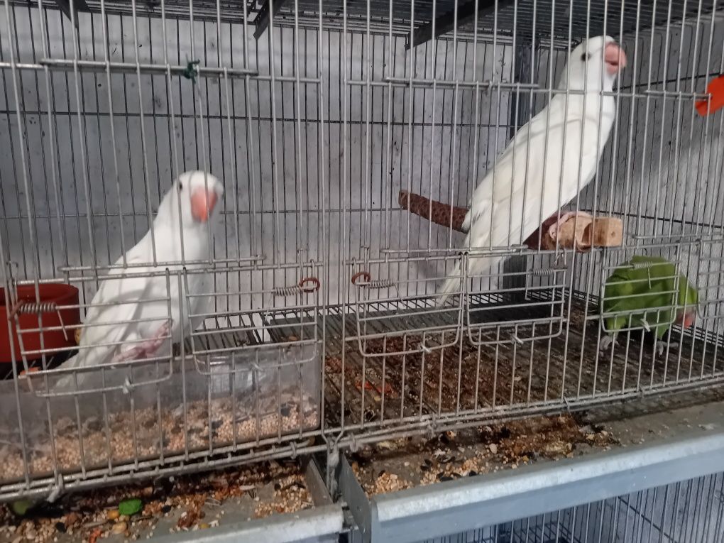 Ring neck doas creminas