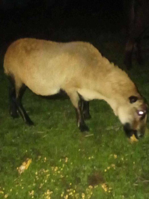 Owieczka kameruńska