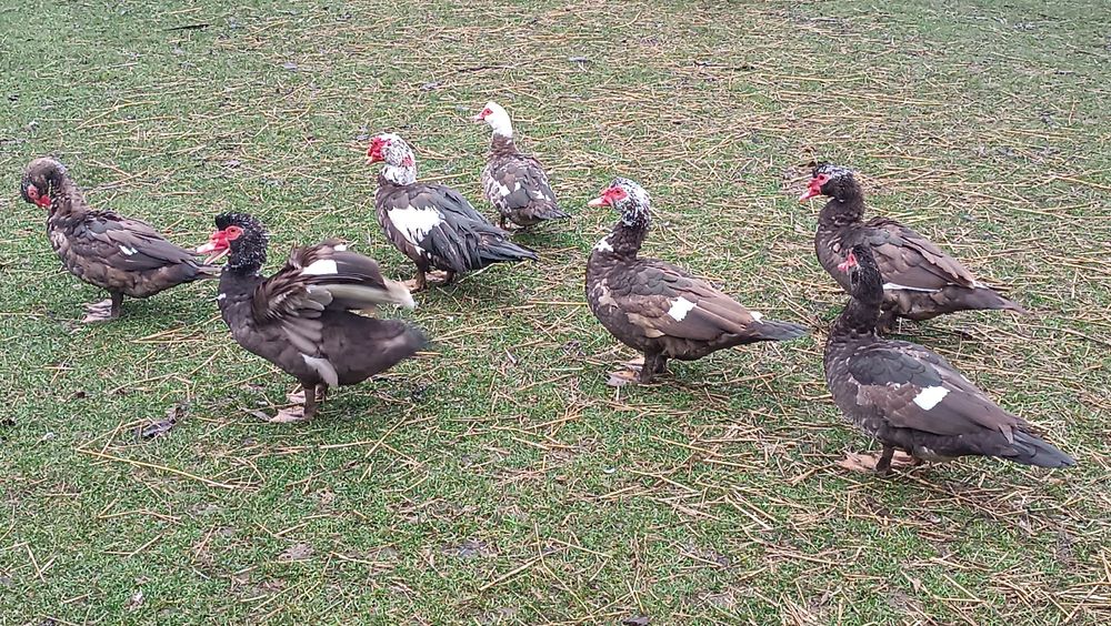 Sprzedam kaczora, kaczory