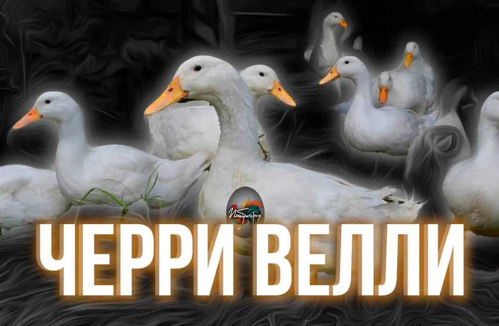 Інкубаційні Яйця Черрі Веллі (Інкубаторія UA}