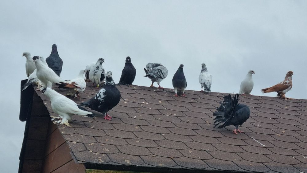 Gołębie ozdobne winerki pawie wiedynki itp