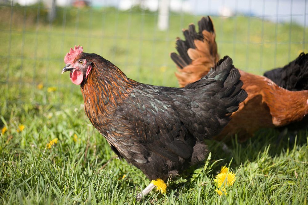 Kury nioski młode dowóz  Gratis