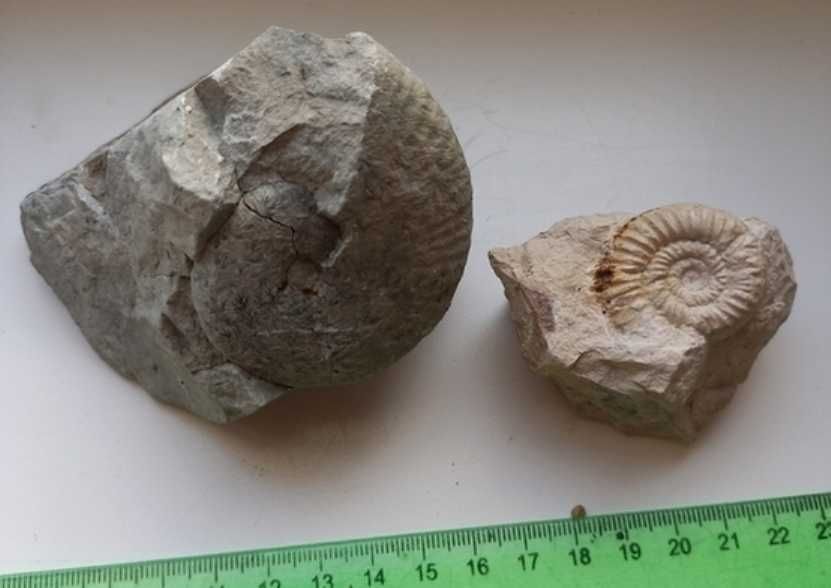 Гид-тур палеонтологическая экспедиция поиск + продажа окаменелостей