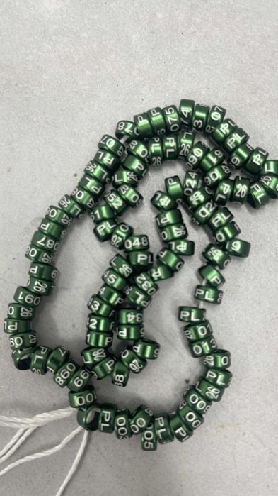 kanarek, obrączki 2026 1.20