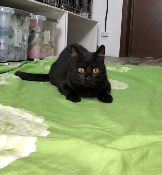 Котёнок Лучик. Игривый, нежный, мурчит громко, как трактор!