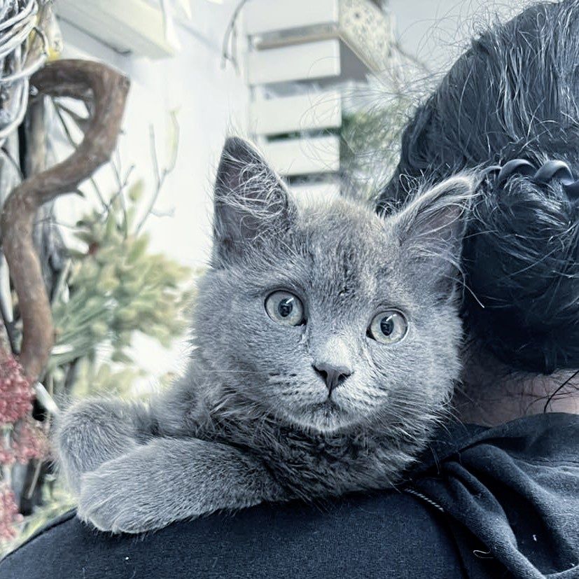 Кошеня британець котик 3 міс шукає родину