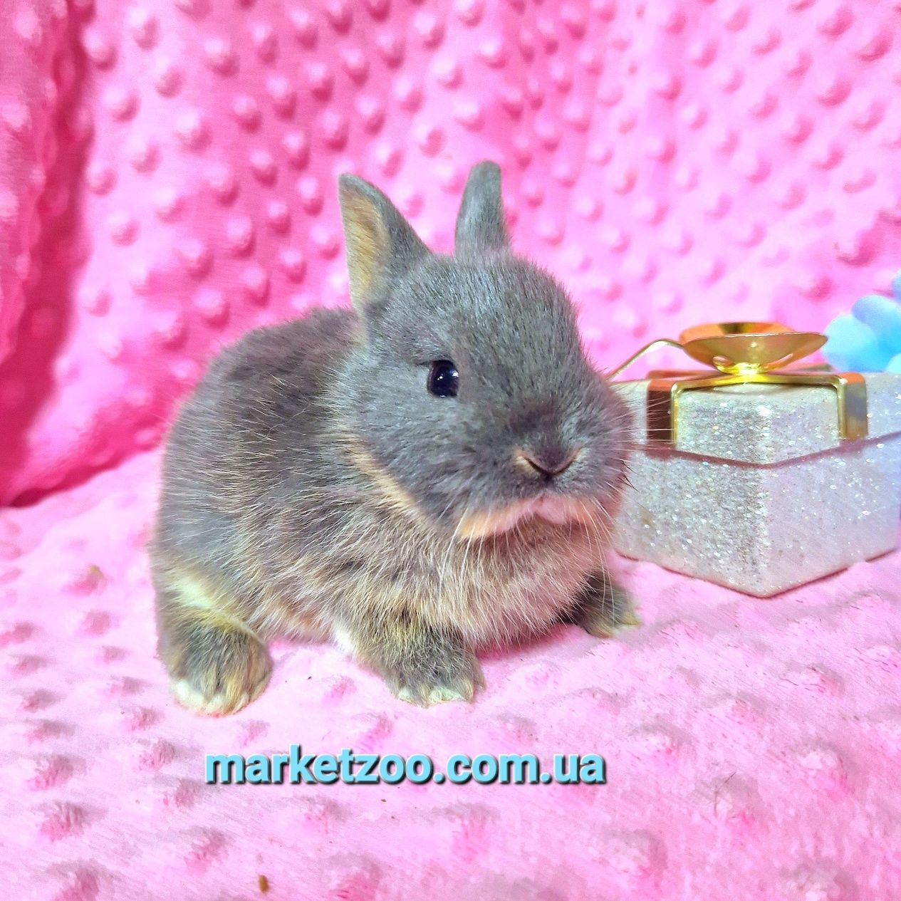 Міні Нідерландський кролик-найменша порода!!!Дівчинка блакитний оттер