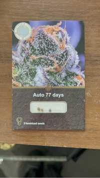 Auto 77 days(divineseeds)