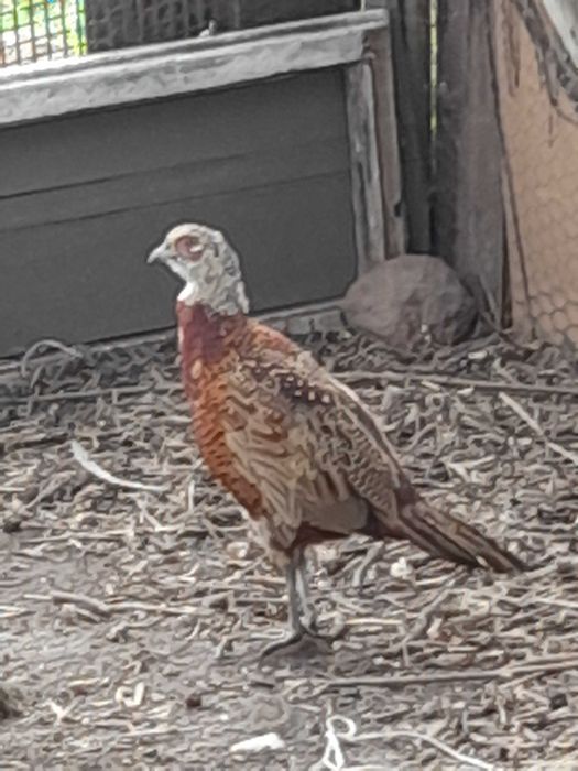 Bażanty łowne młode