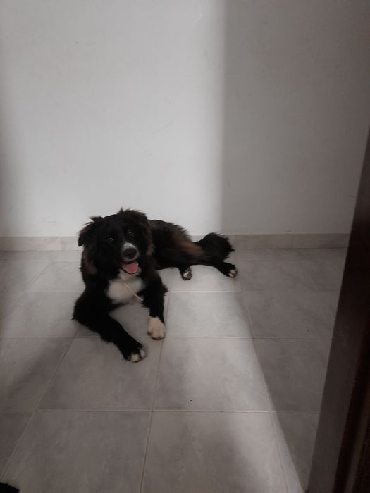 Border Collie, quase 2 anos