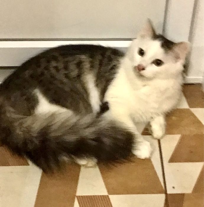 Молоденький котик (10 месяцев) ищет любящую семью