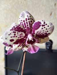 Орхидея Фронтера домашняя