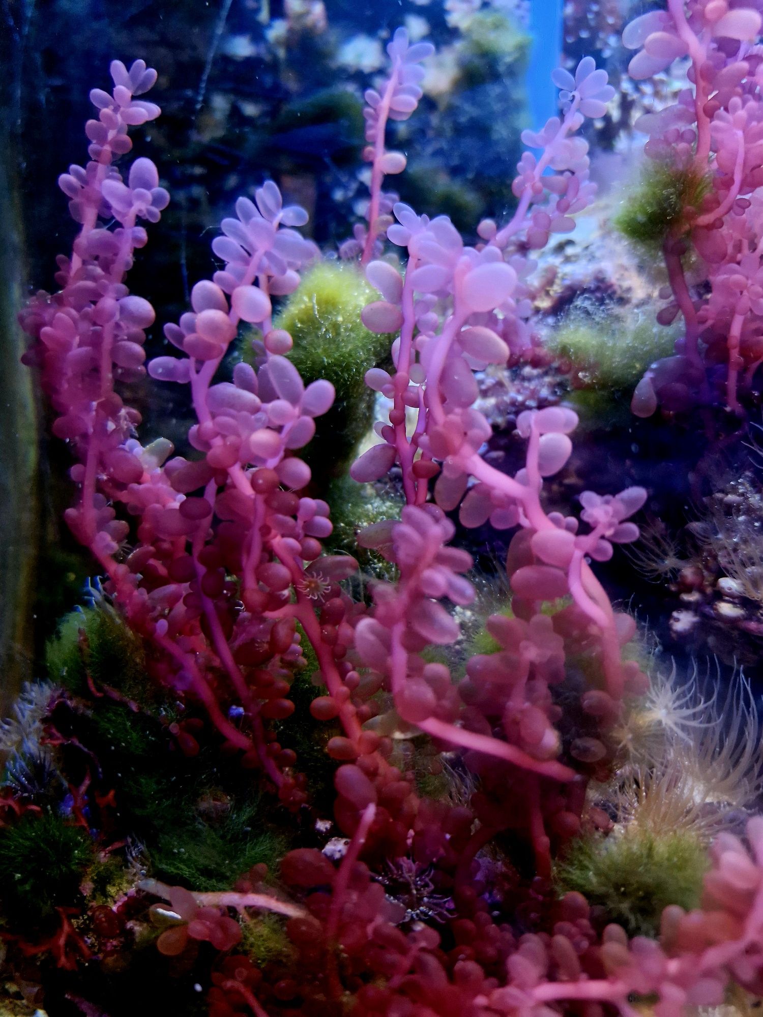 Akwarium morskie macroglon Red grape