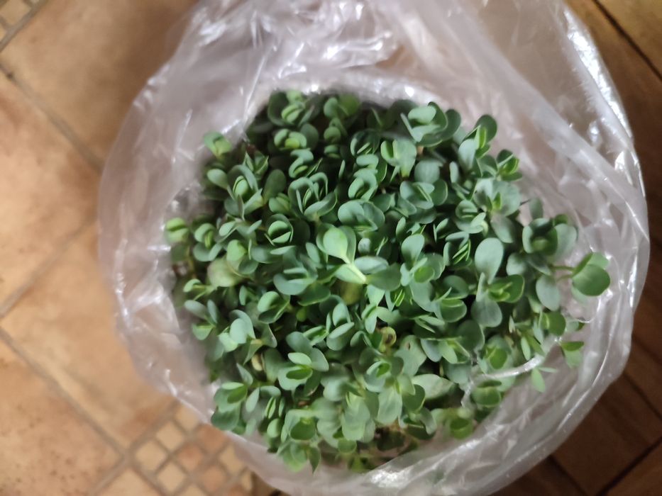 Айстра низькоросла, глобулярія, крилотичинник, примули, герань,брунера