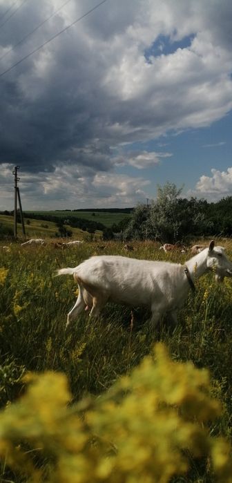 Коза Зааненка дійна вже кітна