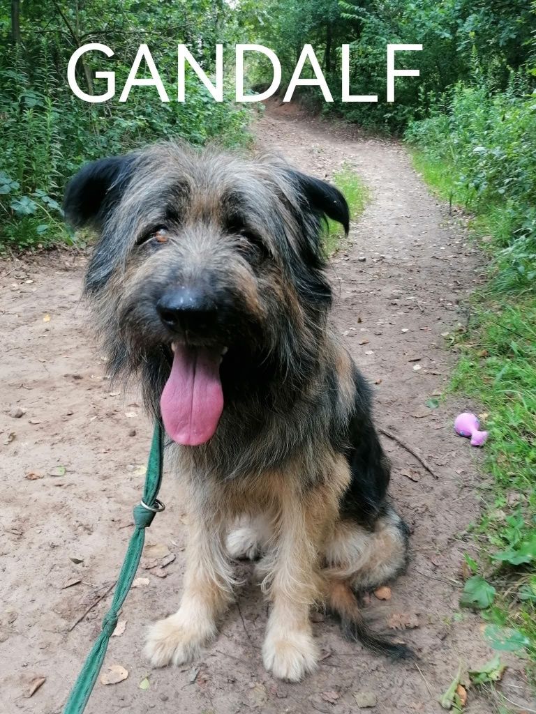 Piękny i mądry półtoraroczny Gandalf do adopcji
