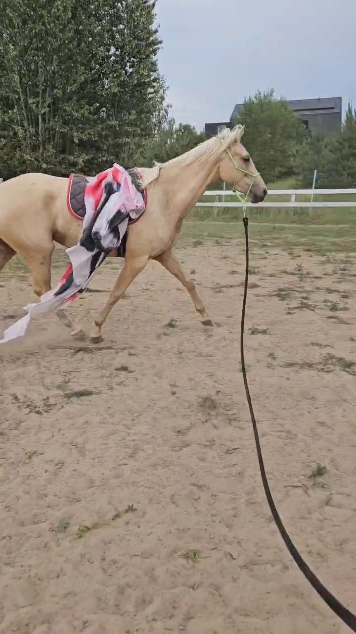 Izabelowata palomino  klacz wielkopolska