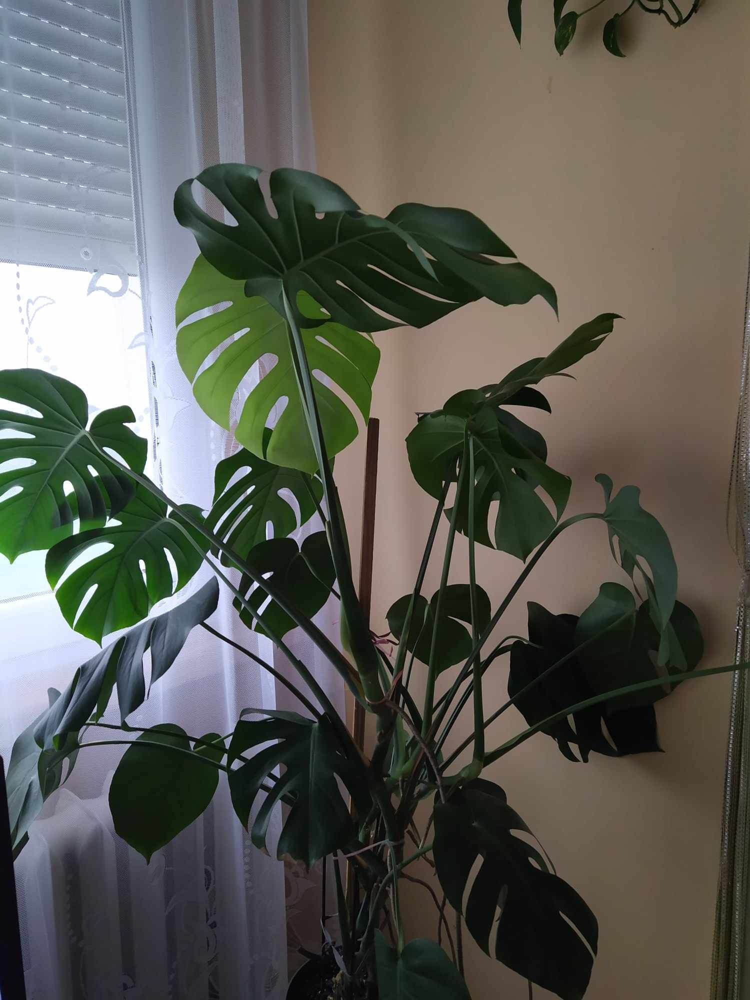 Monstera 110 cm wys