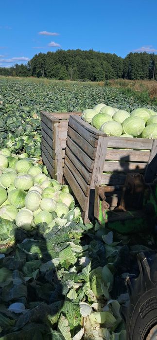 Kapusta główka i szatkowana ambrozja